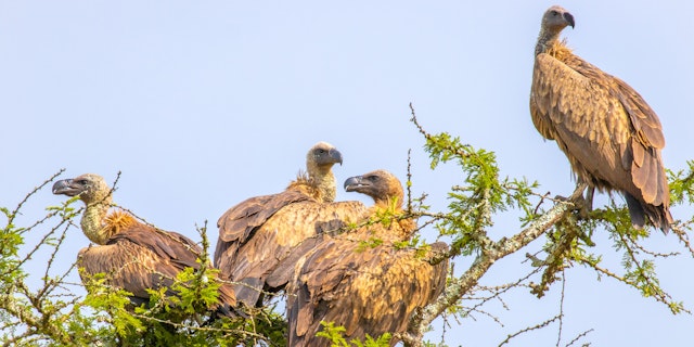 Lake Mburo National Park-3