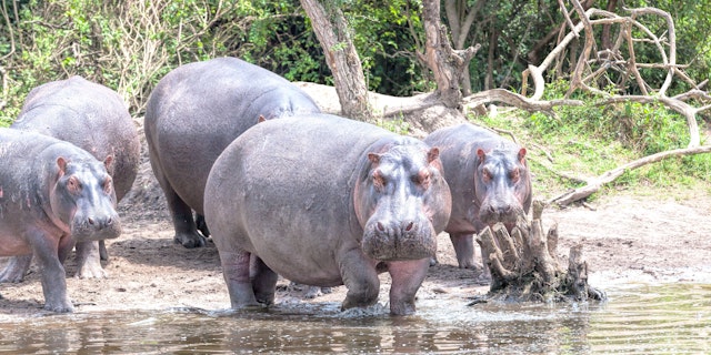 Lake Mburo National Park-0