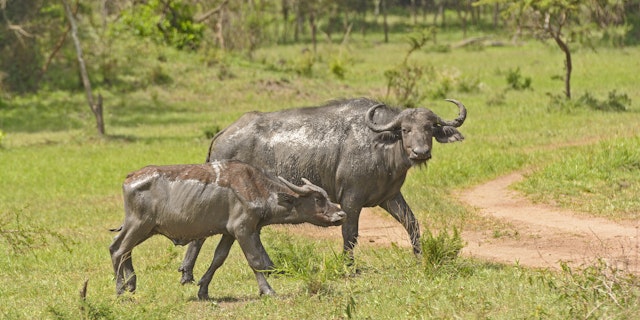 Lake Mburo National Park-4