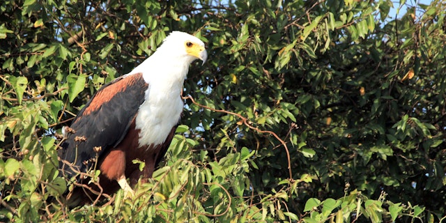 Lake Mburo National Park-5