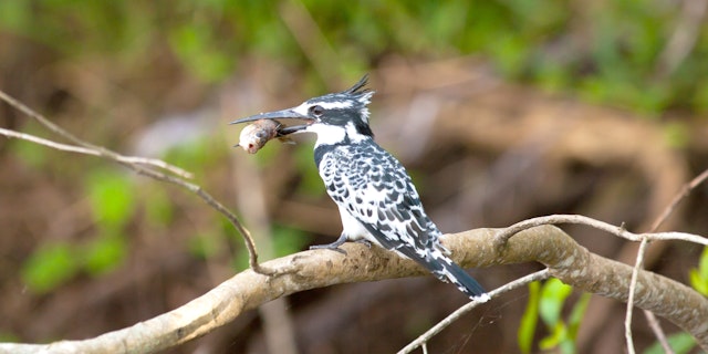 Lake Mburo National Park-1