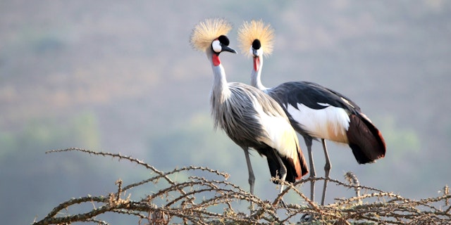 Lake Mburo National Park-8