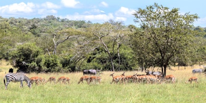 Uganda Gorilla Trekking Abenteuer - Image 3