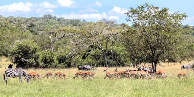Lake Mburo National Park-9
