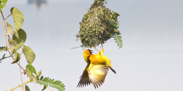 Lake Mburo National Park-7