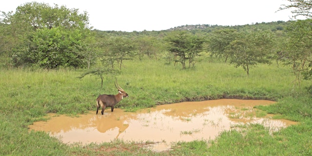 Lake Mburo National Park-6