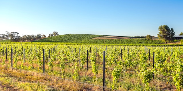 Lyndoch-1