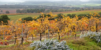 Aventure sur la Great Ocean Road - Image 2