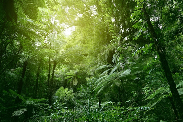 Sinharaja Forest Reserve-0