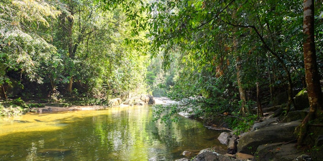 Sinharaja Forest Reserve-1