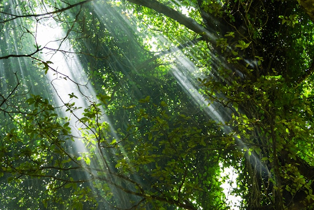 Sinharaja Forest Reserve-4