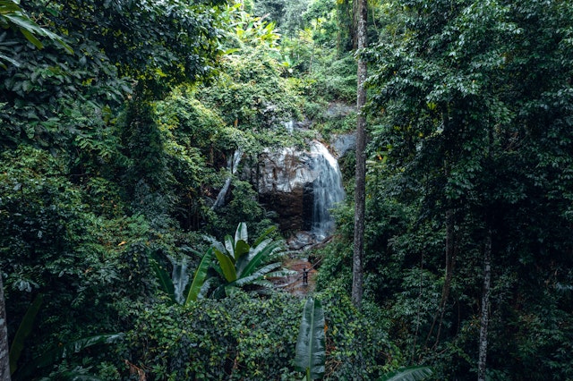 Sinharaja Forest Reserve-5