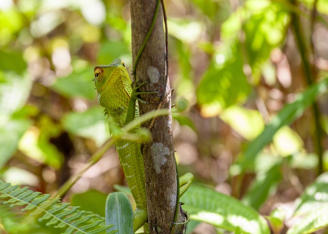 Sinharaja Forest Reserve-2