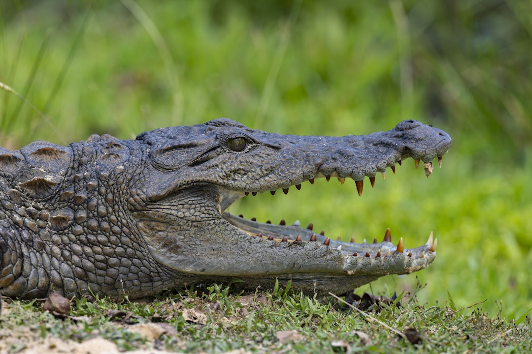 Voyage nature au Sri Lanka