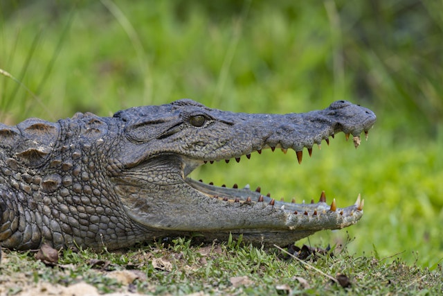 Wilpattu National Park-4