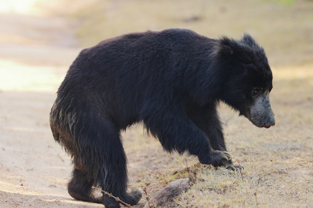 Wilpattu National Park-2