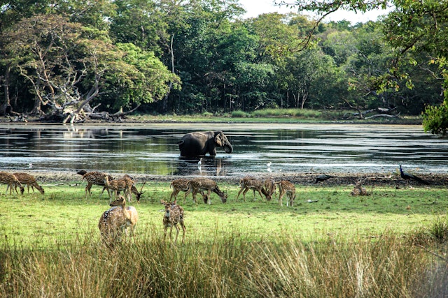 Wilpattu National Park-5