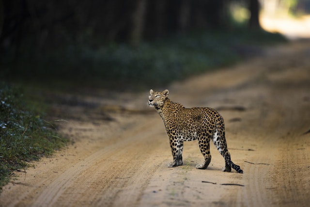 Wilpattu National Park-3