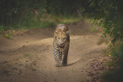 Road trip au Sri Lanka de 3 semaines - Image 3