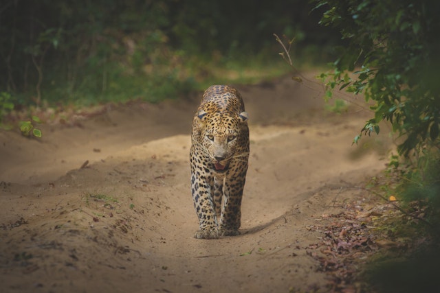 Wilpattu National Park-6