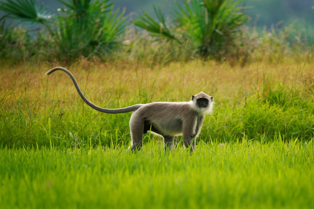 3 Wochen Best of Sri Lanka Reise