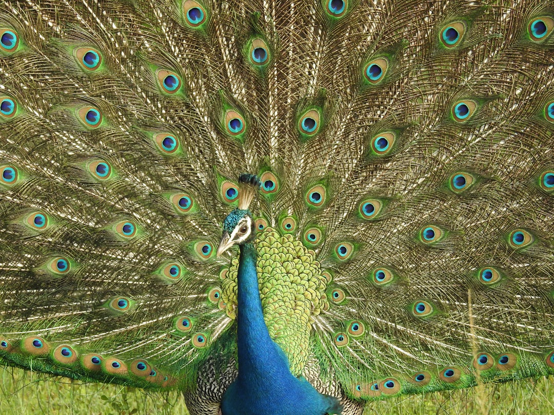 2 Wochen Sri Lanka: Kultur und Natur