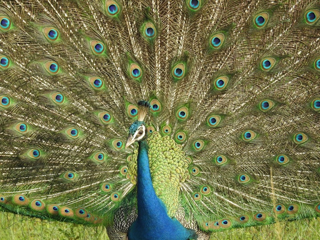 2 Wochen Sri Lanka: Kultur und Natur