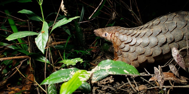 Cardamom Mountains-4