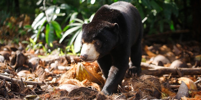 Cardamom Mountains-1