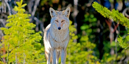 Mietwagenrundreise ab Vancouver: Rockies und Regenwald - Image 4