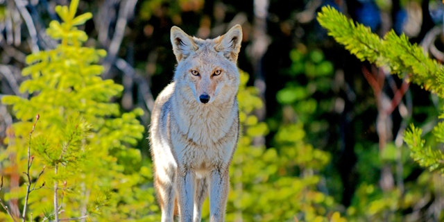 Mietwagenrundreise ab Vancouver: Rockies und Regenwald