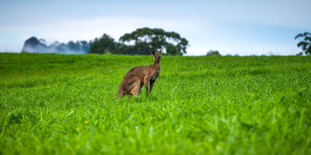 Glass House Mountains-3