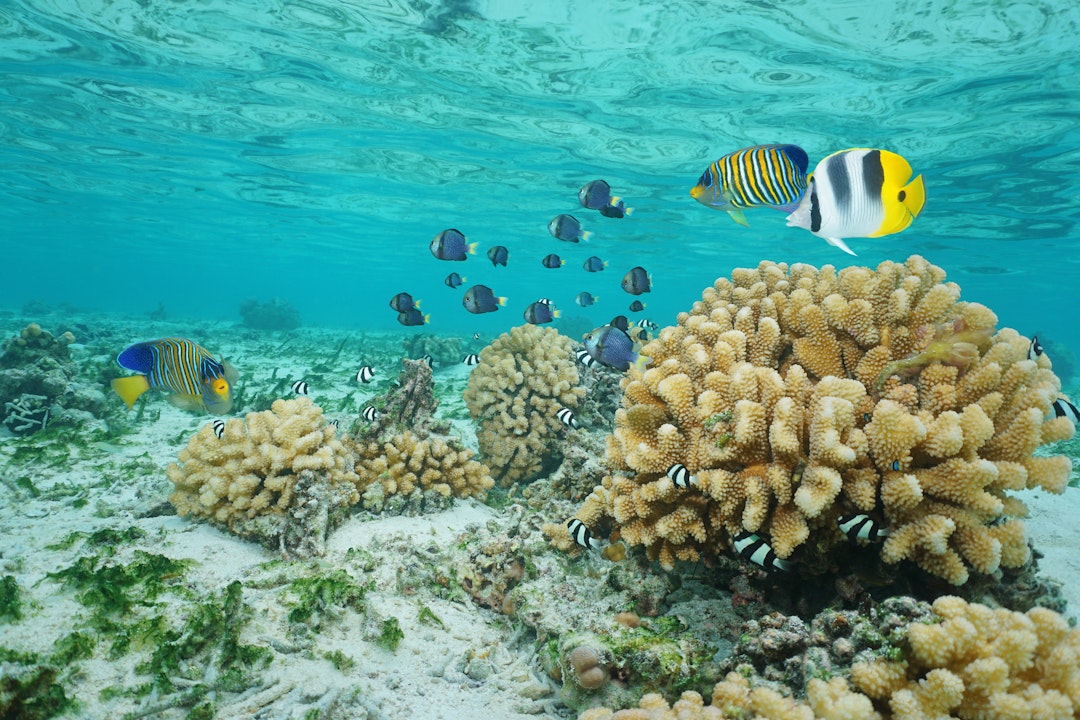 Circuit en Polynésie Française