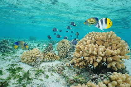 Circuit Tahiti Moorea Bora Bora - Image 4