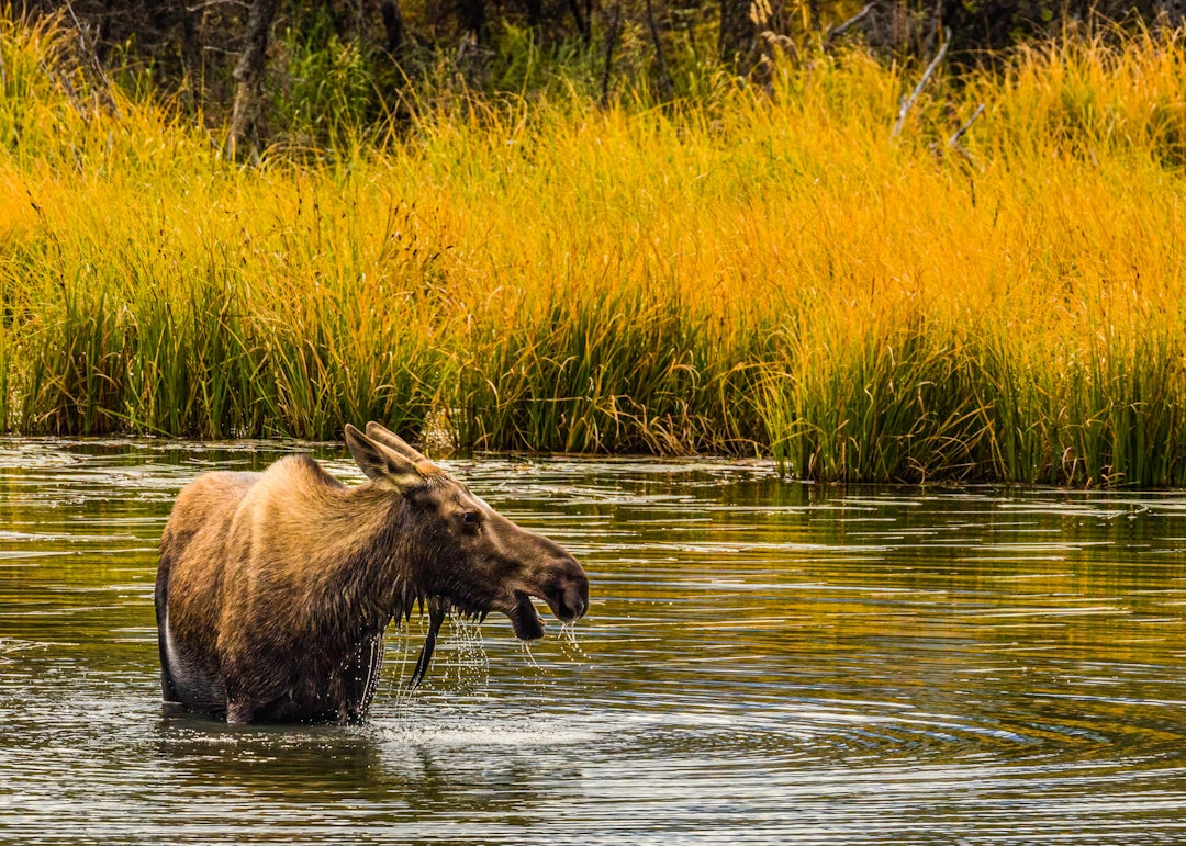 Alaska-Rundreise als Selbstfahrer: 14 Tage On The Road