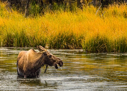 Alaska-Rundreise als Selbstfahrer: 15 Tage On The Road - Image 4