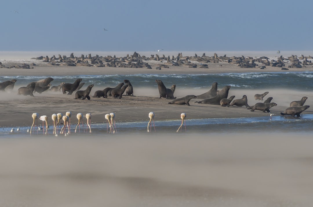 Voyage inoubliable en Namibie