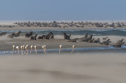 Private Safari in Namibia: wilde & unendliche Horizonte - Image 4