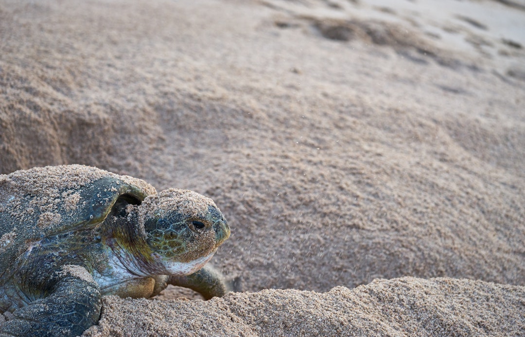 Oman-Rundreise als Selbstfahrer: Städte & Wüsten