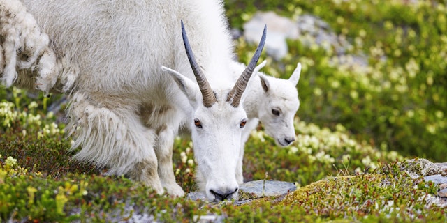 Wrangell-St. Elias National Park & Preserve-5