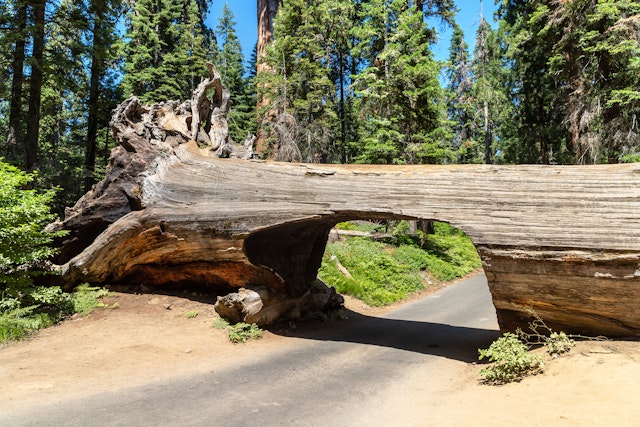 Sequoia National Park-3