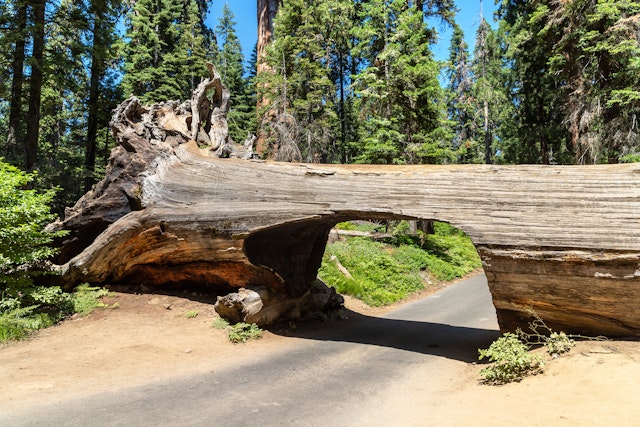 Sequoia National Park-4