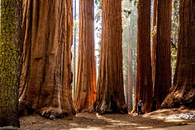 Sequoia Nationalpark-2