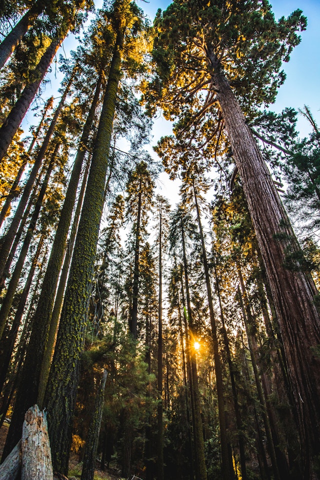 Sequoia National Park-2