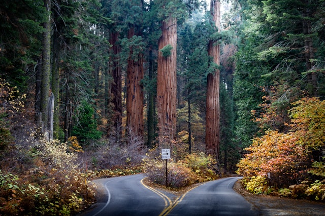 Sequoia Nationalpark-3