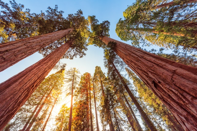 Sequoia National Park-0