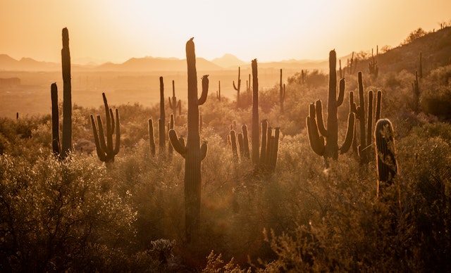 Phoenix-1