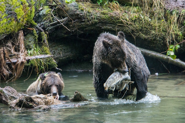 L'Ouest canadien au plus près de la nature