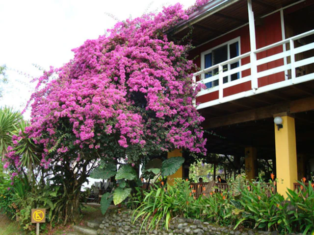 Turrialtico Lodge