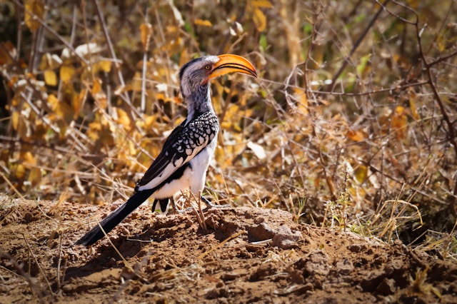 The Waterberg Biosphere-1